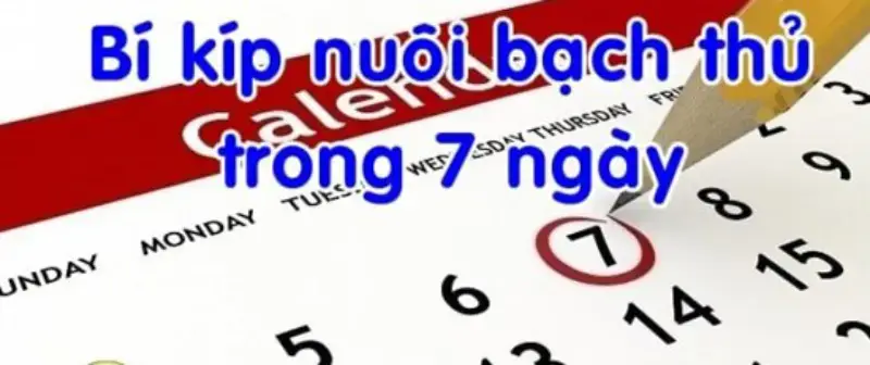 Cách vào tiền lô khung 7 ngày lãi cao