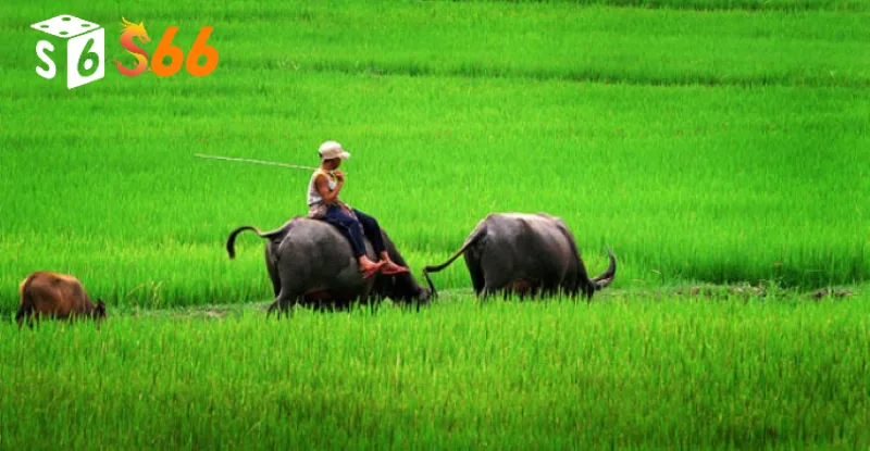 Những con số may mắn khi mơ thấy trâu S66