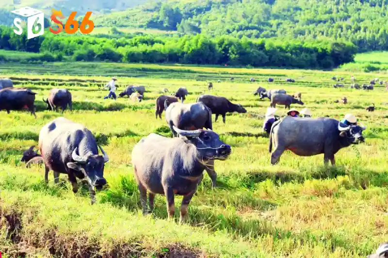 Giải mã giấc mơ trâu S66
